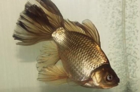 A gold fantail goldfish